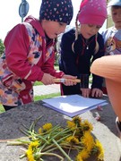 Tvoříme obrázky z pampelišek